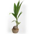 Coconut 